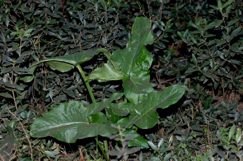 Arum italicum / Gigaro